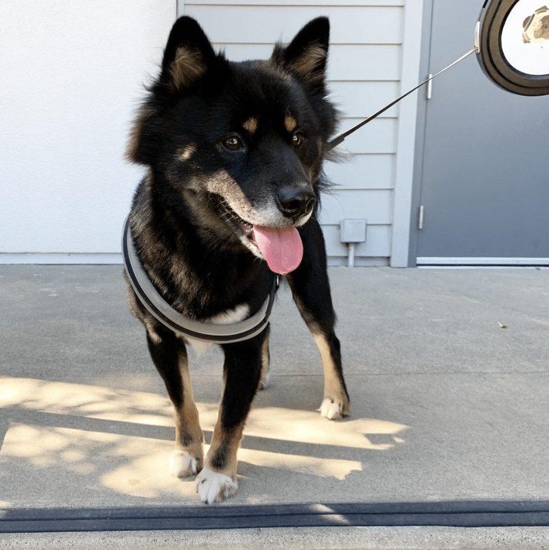 Black and tan Shiba sitting beside a door