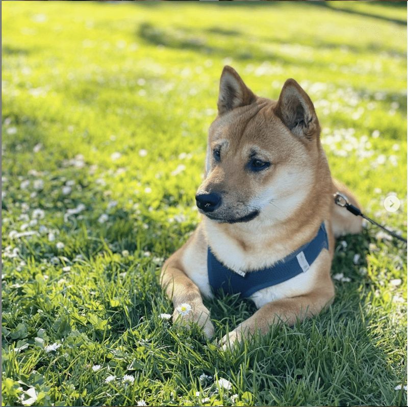 Tan Shiba sitting in grass