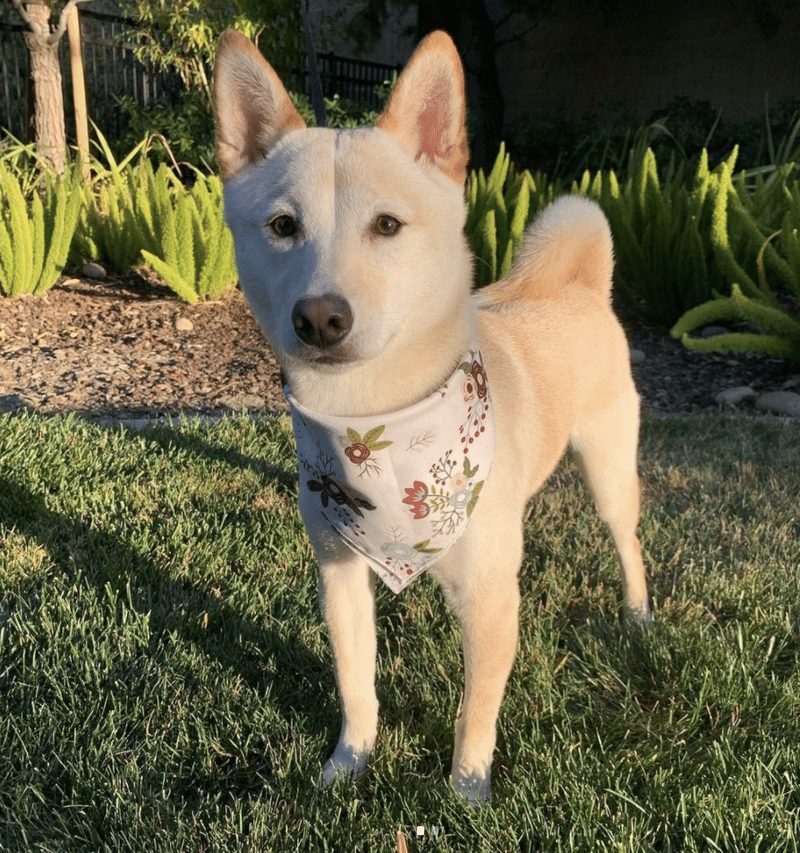 Cream Shiba standing outdoors