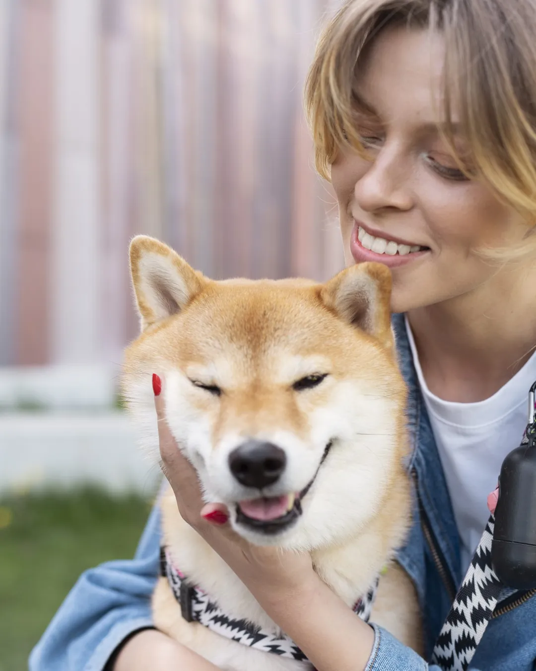 A Shiba beside a person