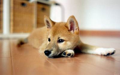 A Shiba Inu on a quiet morning neighborhood walk with the NorCal Shiba boarding team