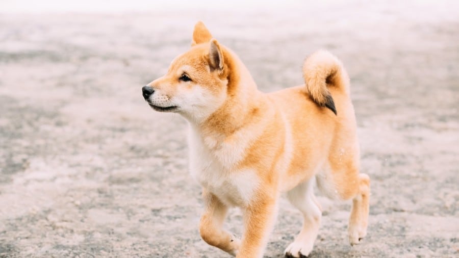Socializing a Shiba (Including Adult Rescues)