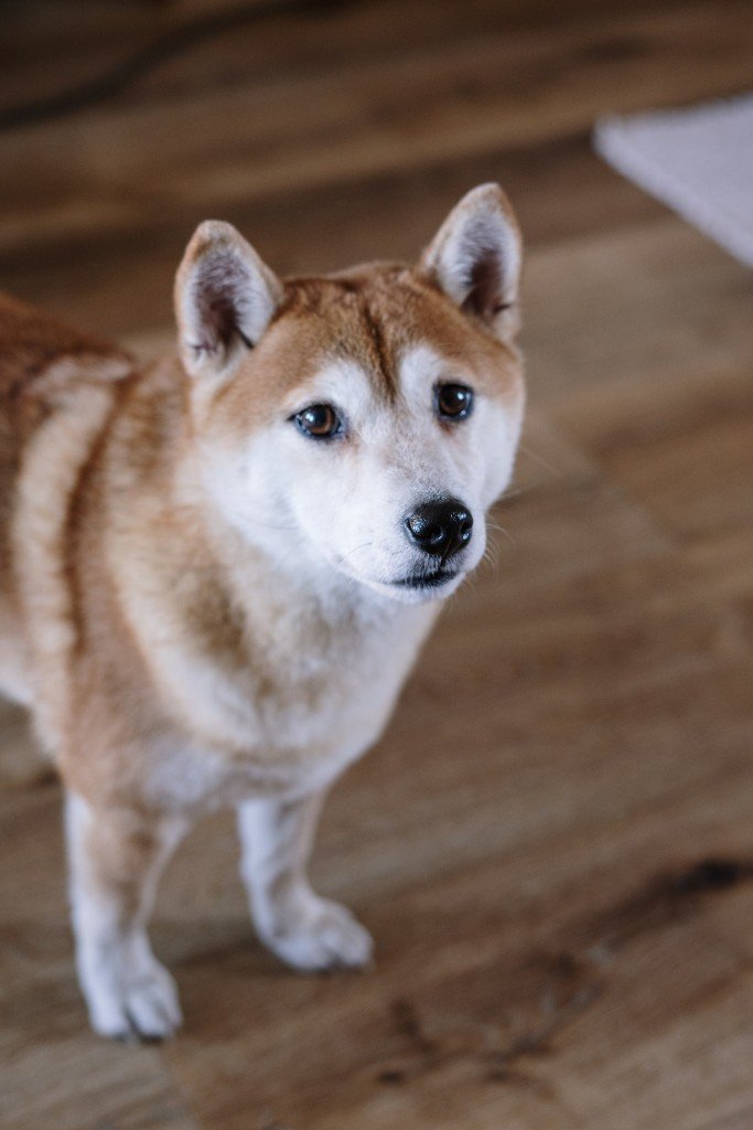 Pros and Cons to Get a Shiba Inu