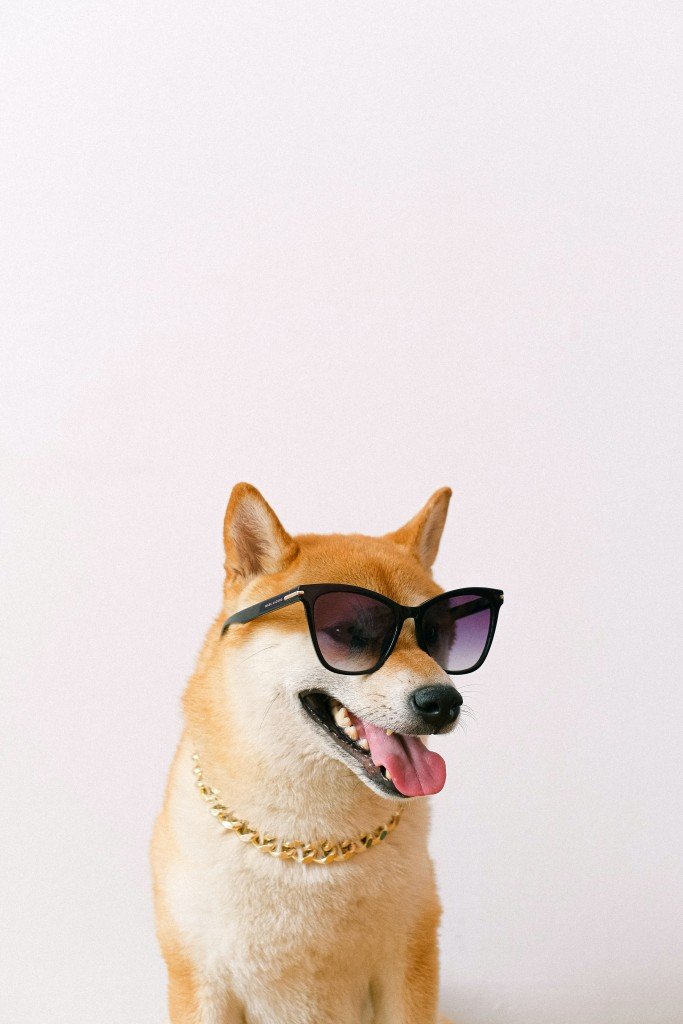 Shiba Inu does not grow beyond manageable size.