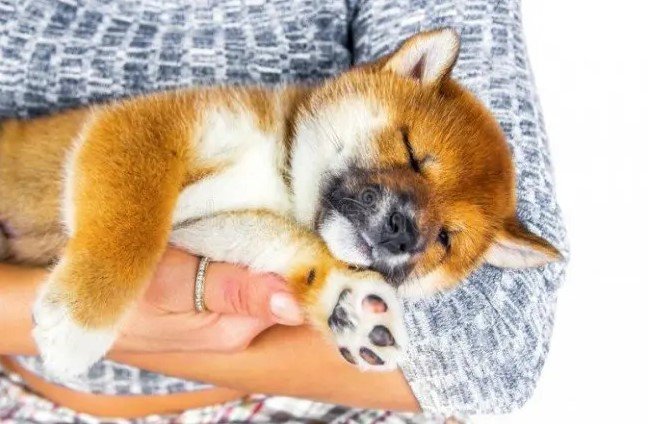 Schedule potty times for your pet.
