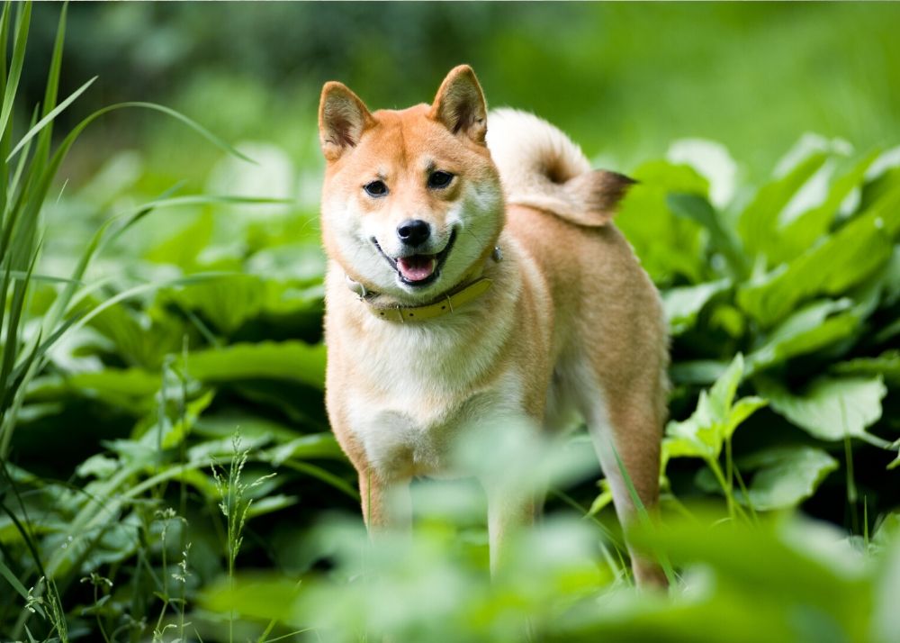 Potty Training a Shiba Inu: Tips and Tricks