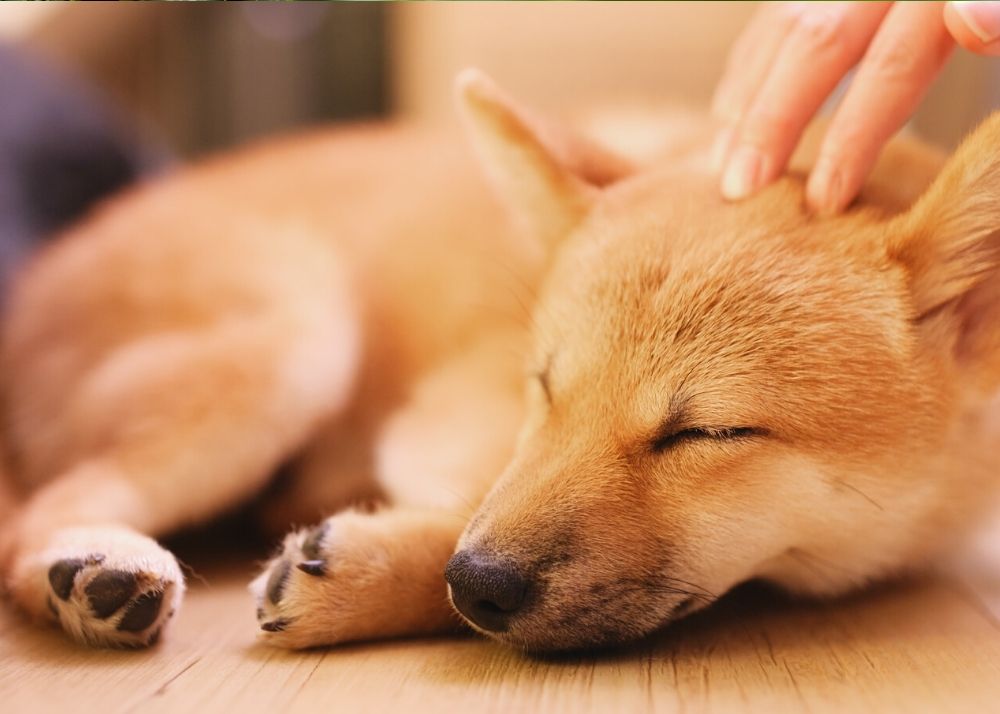 Shiba Inu are fantastic fur-shredders.