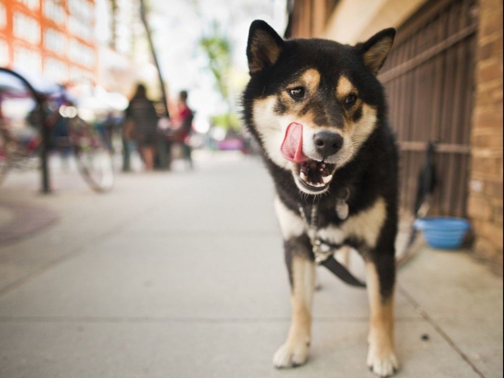 Bonding With Your Shiba Inu: Things to consider