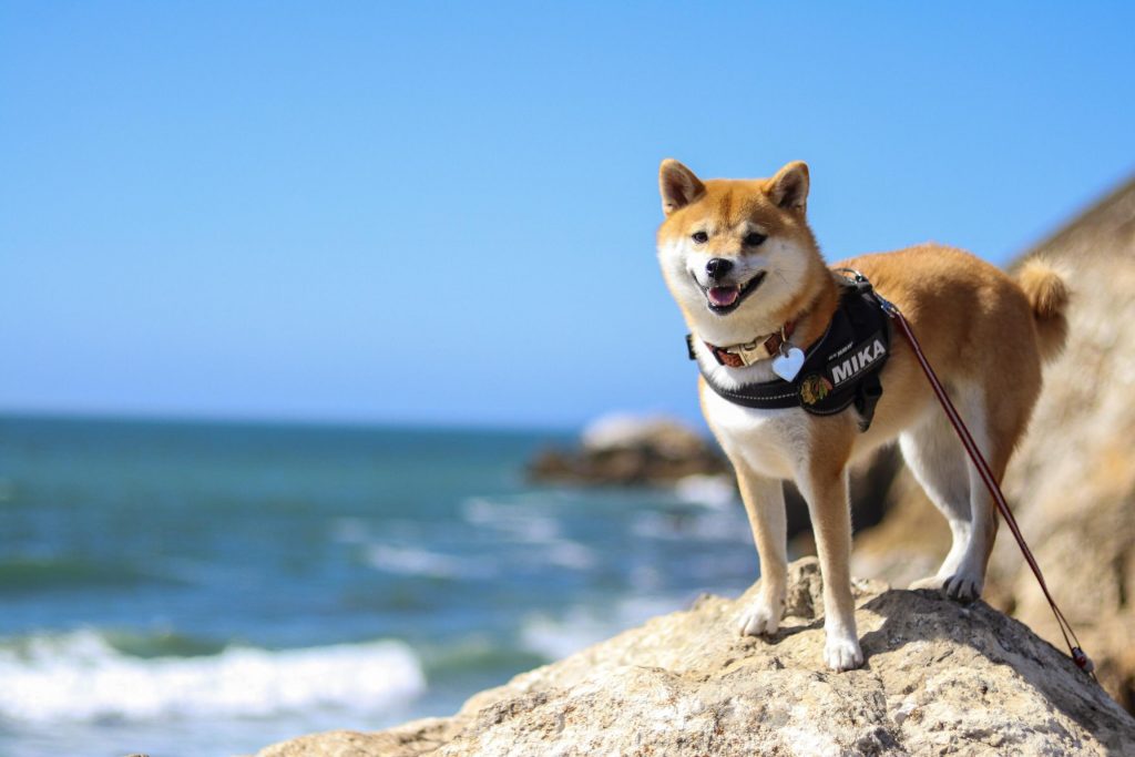 Raw Dog Food Diet and Summer Safety for Improved Shiba Health (Updated 2021)