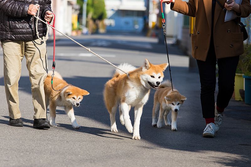 Shiba Inu Training Guide: How to Discipline Correctly (Updated 2022)
