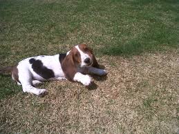 Giardia: How to Prevent and Treat In Puppies