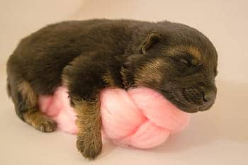 It is important to disinfect sleeping areas of your dog.