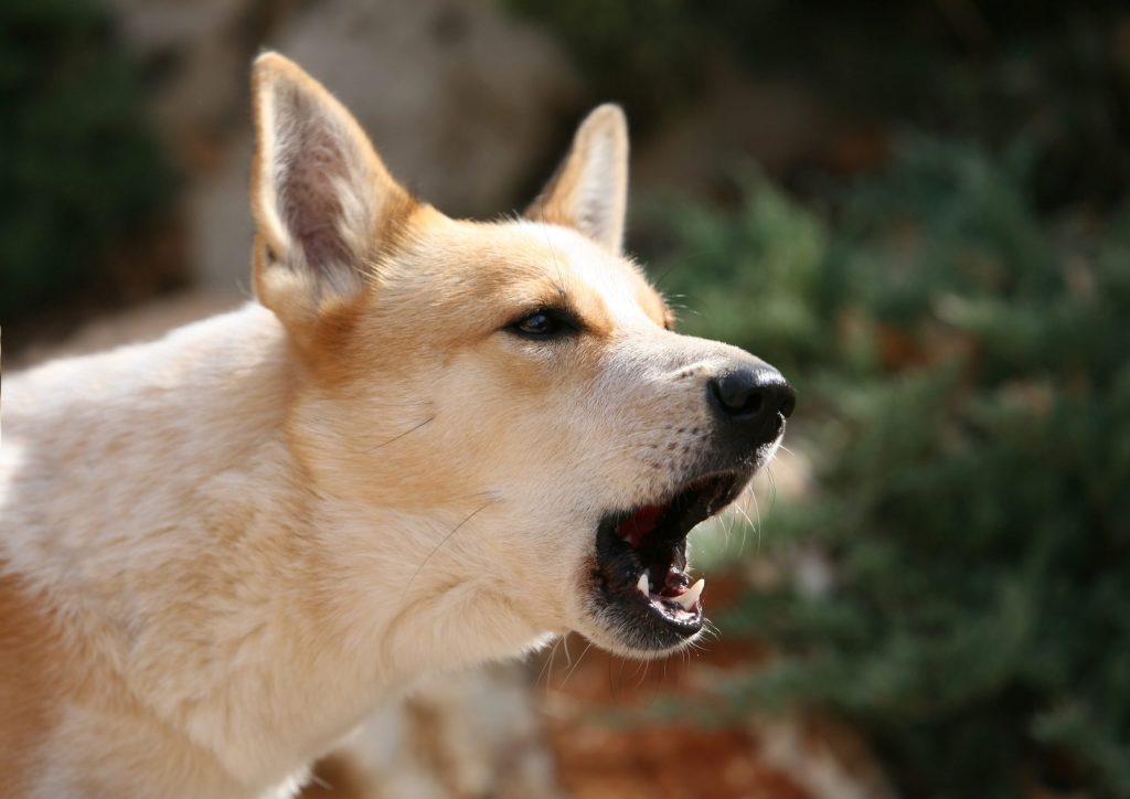 Do not scream at your dog as this flies in the face