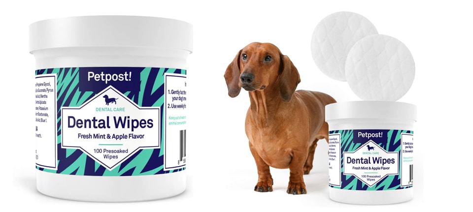 Maintain Your Shiba Inu’s Dental Health Using Chews or Wipes