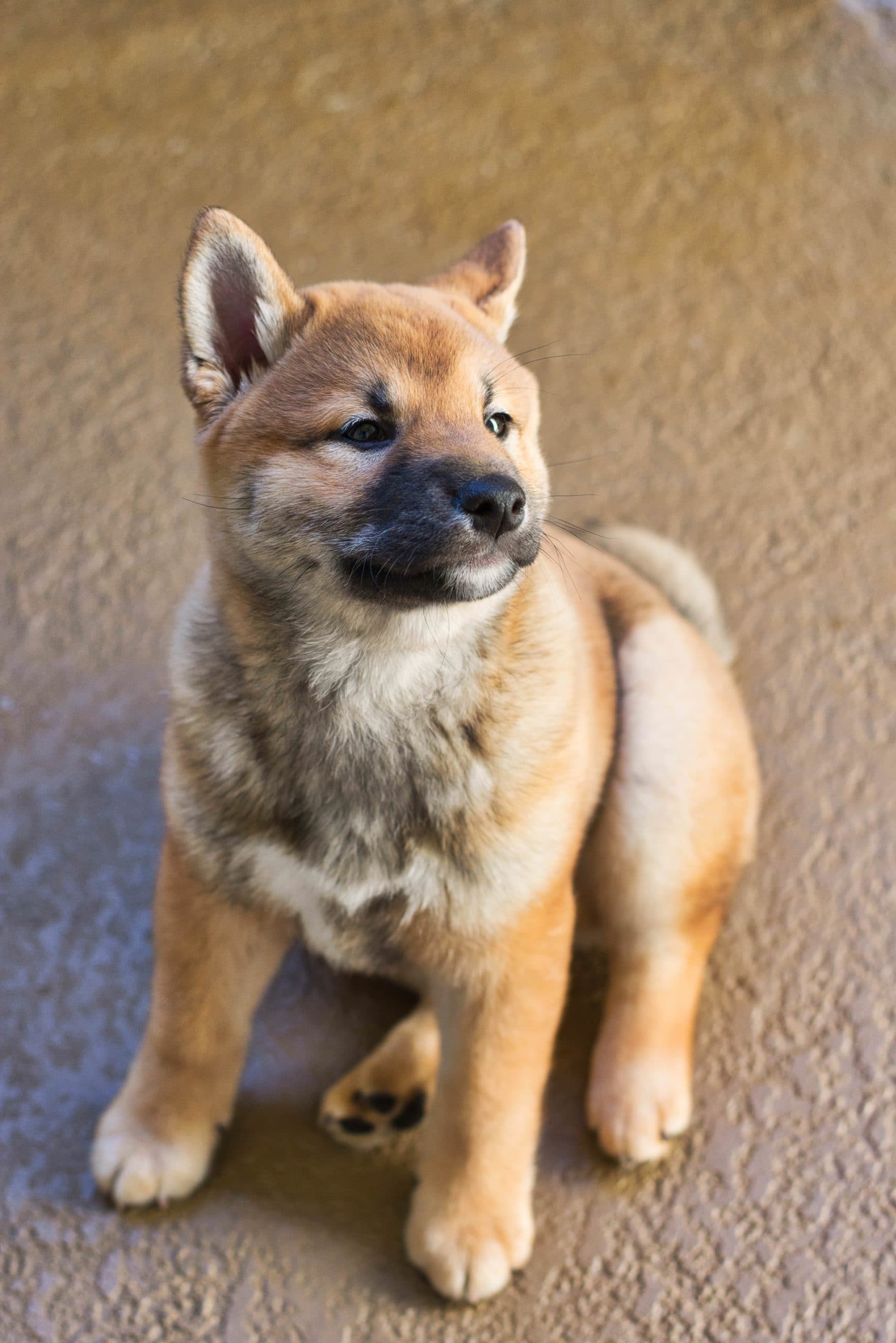 Does Your Shiba Puppy Like to Bite?