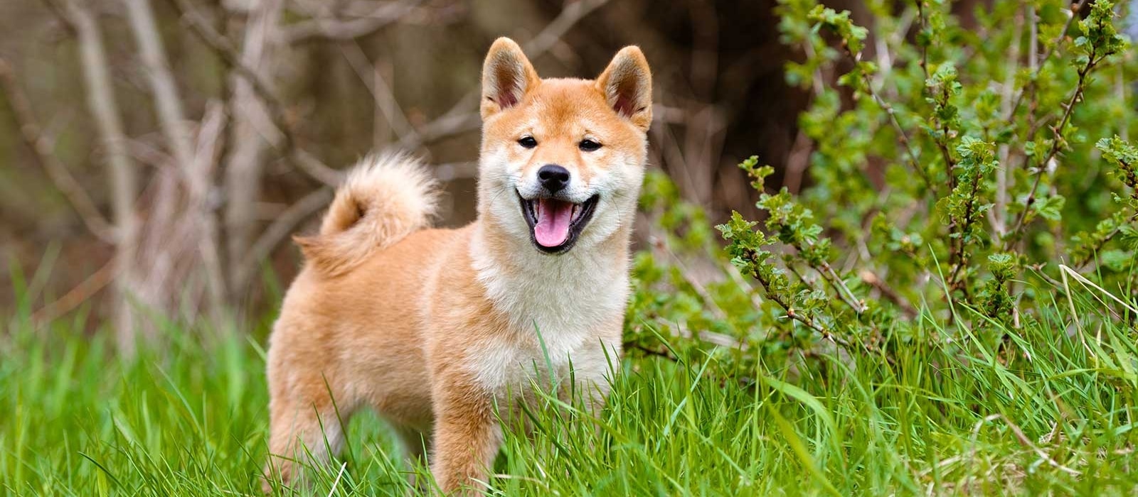 What does a Shiba Inu look like?