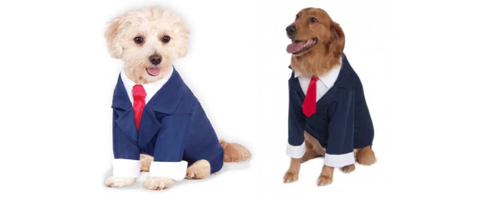 dog costume business suit