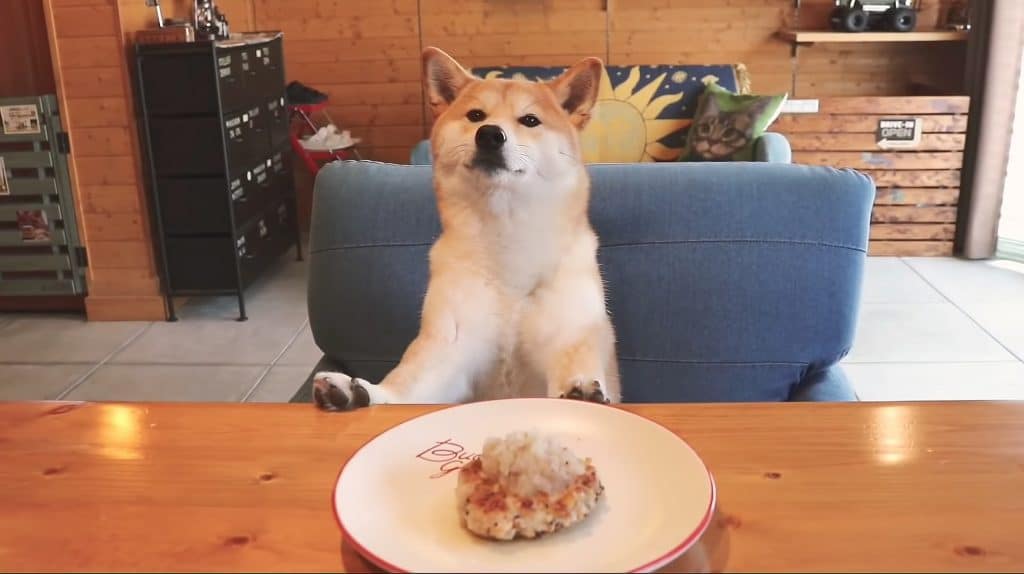 What is the cost of getting a Shiba Inu?
