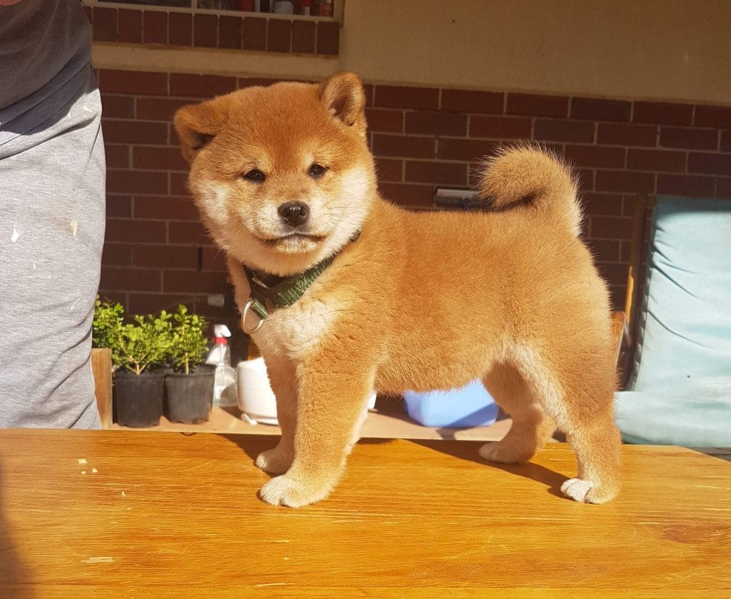 Shiba inu puppes