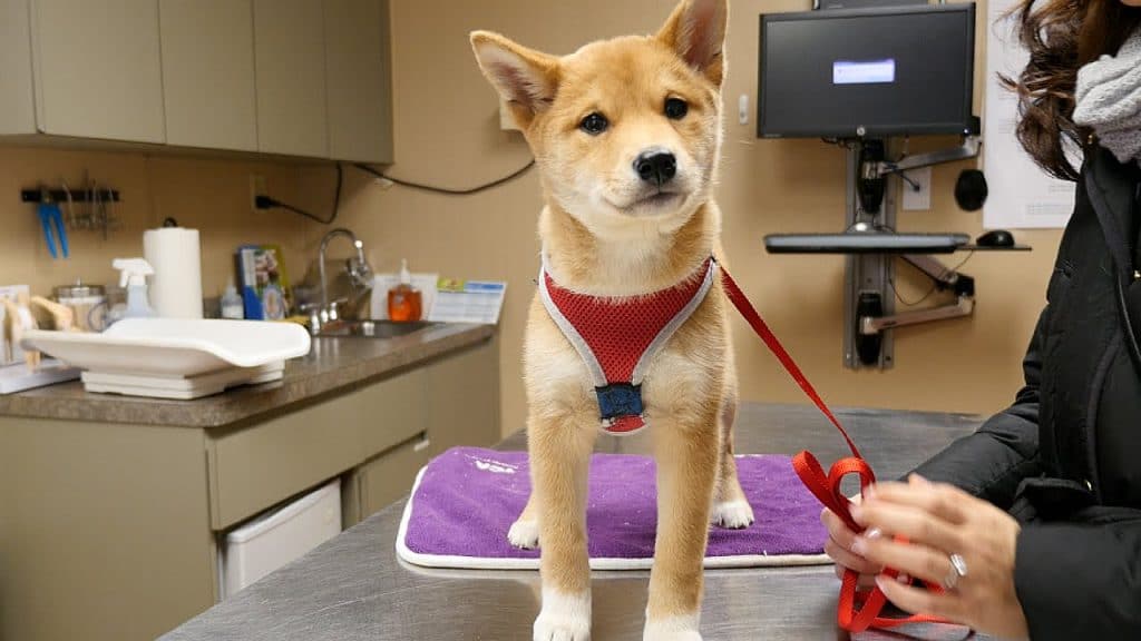How to Maintain Your Shiba’s Weight
