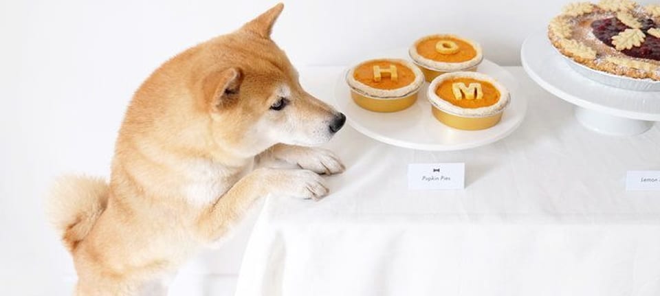 Top 3 Best Treats for Shiba Inus