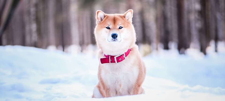 11 Useful Tips to Keep Your Shiba Inu Warm for the Winter