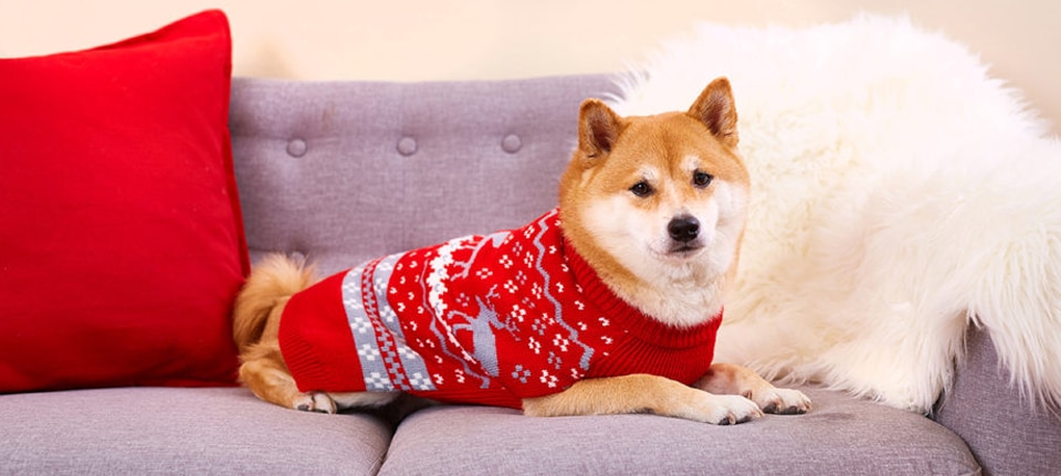 How to Keep the Shiba Inu Warm for the Winter?