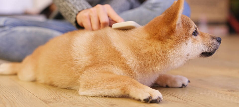 Best Brushes for Shiba Inus