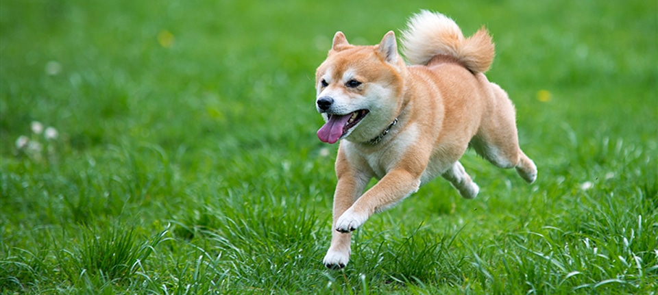 The Shiba Inu’s Personality