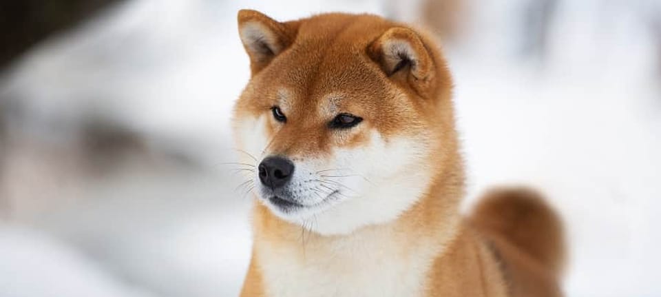 The Shiba Inu is aggressive in the company of other animals