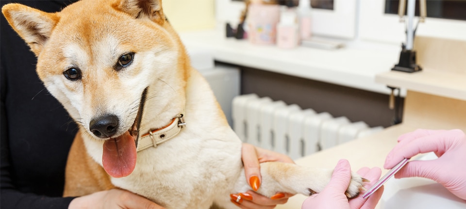 The Shiba Inu is known to be tremendously clean