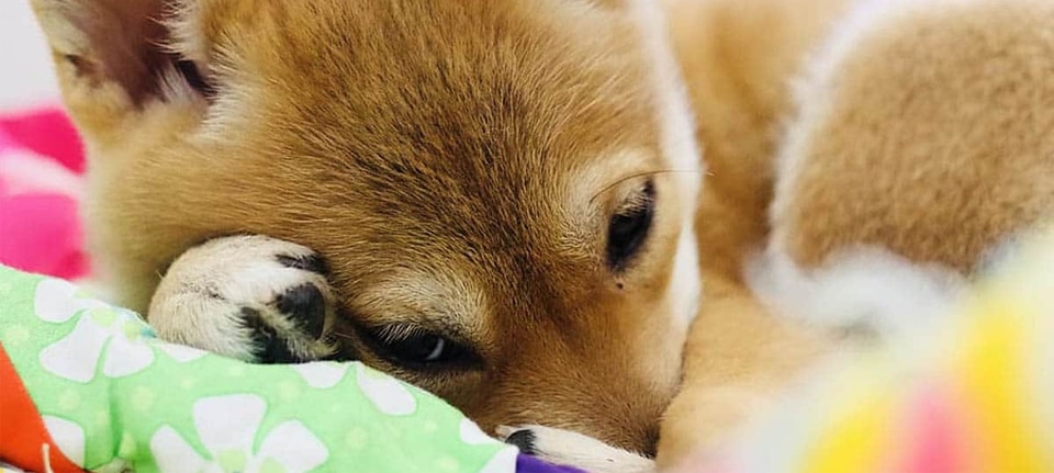 The Shiba Inu is more prone to suffer from anxiety