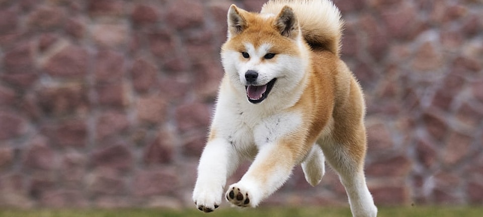 Shiba Inus as Red Foxes
