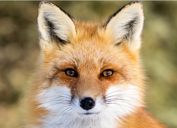 The Misconception of Shiba Inus as Red Foxes