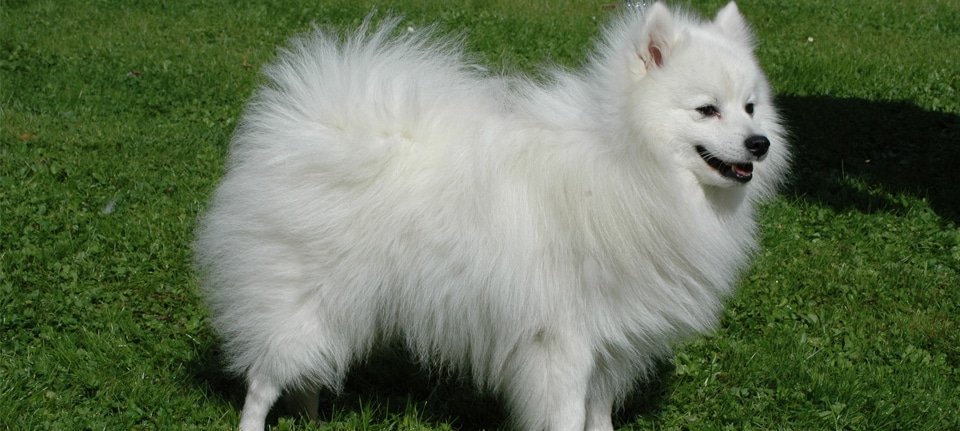 Japanese Spitz