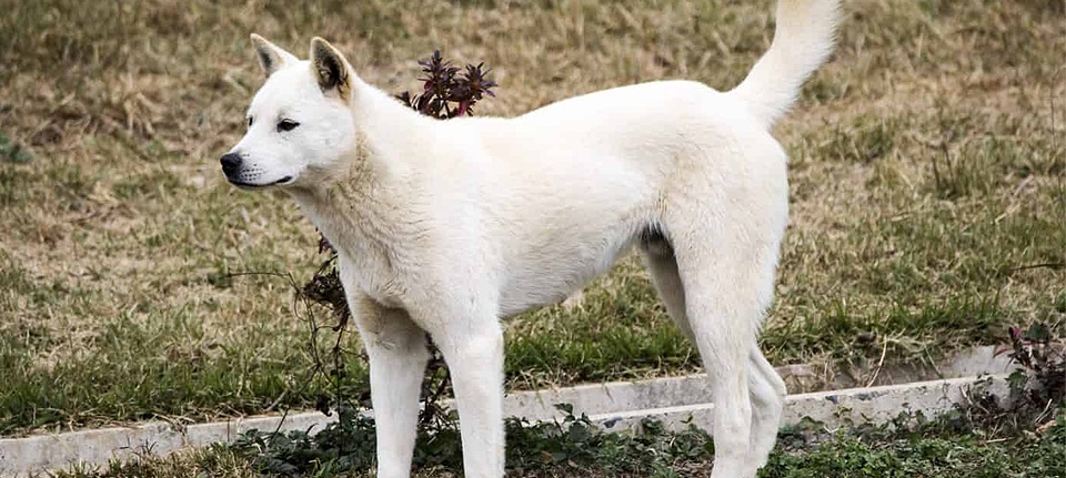 The Korean Jindo