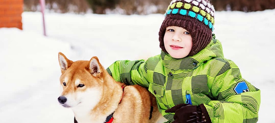 Is the Shiba Inu Breed Good for Kids?