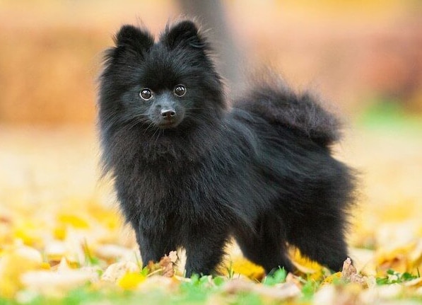 The Top 5 Dog Breeds that are Closely Similar to the Shiba Inus