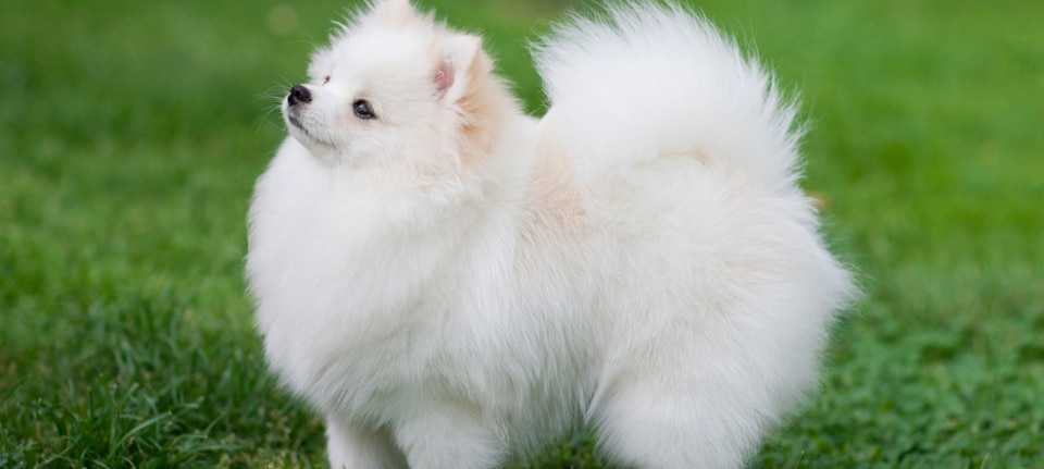 Pomeranian Spitz