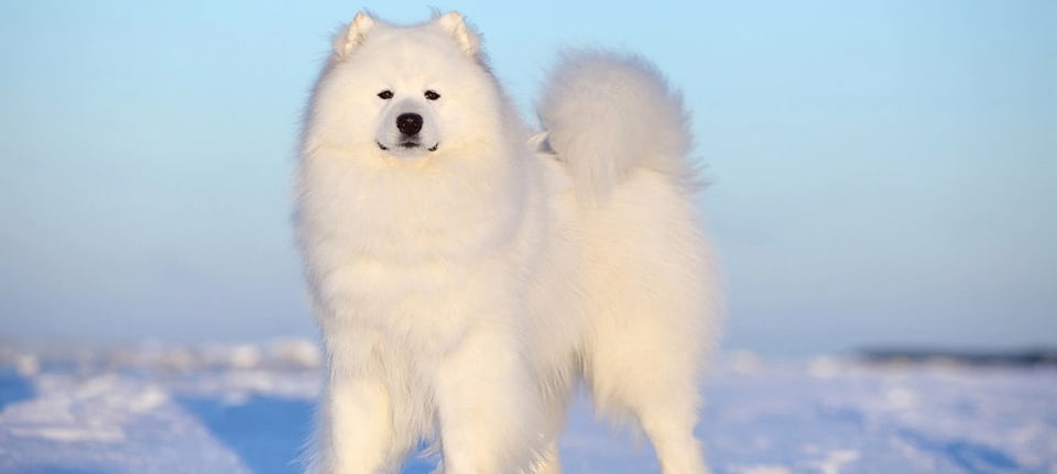 Samoyed