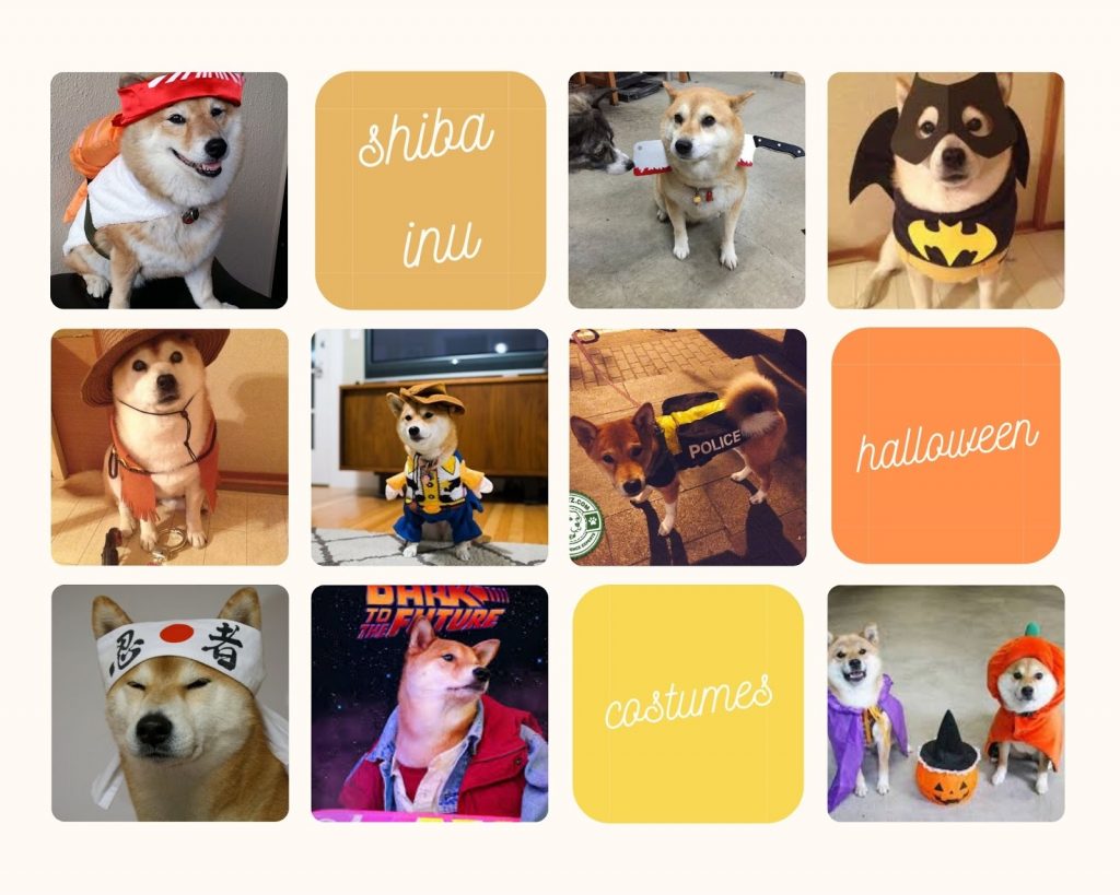 Playtime: Toys you should buy for your shiba