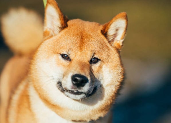 The Misconception of Shiba Inus as Red Foxes