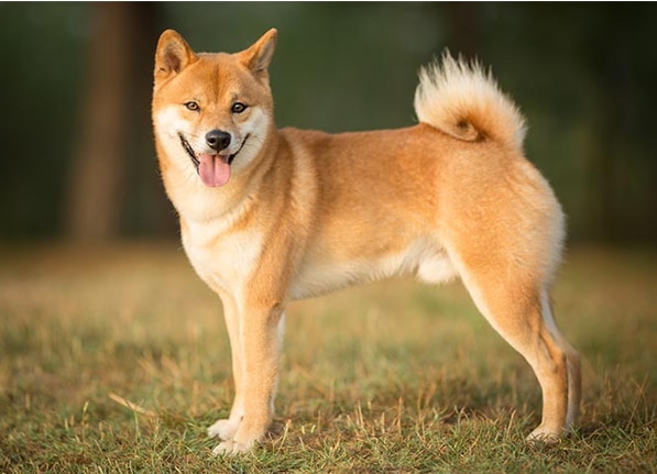 The Top 5 Dog Breeds that are Closely Similar to the Shiba Inus