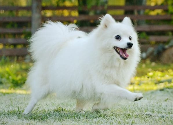 The Top 5 Dog Breeds that are Closely Similar to the Shiba Inus