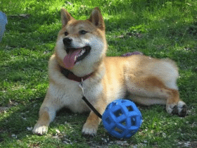 Playtime: Toys you should buy for your shiba