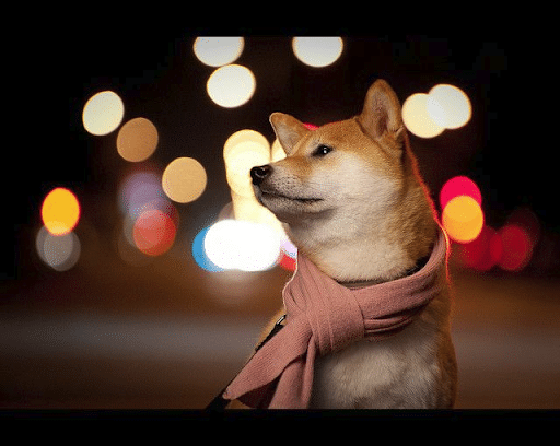 Cute Holiday Outfits and Toys for your Shiba