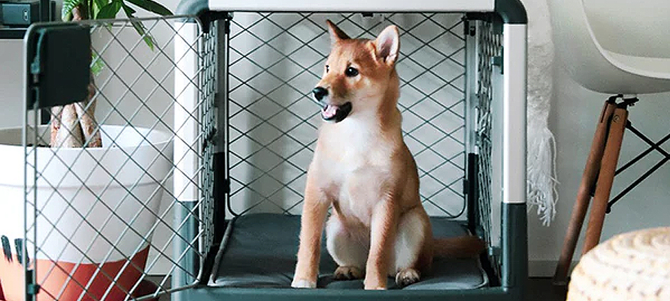 crate train your dog