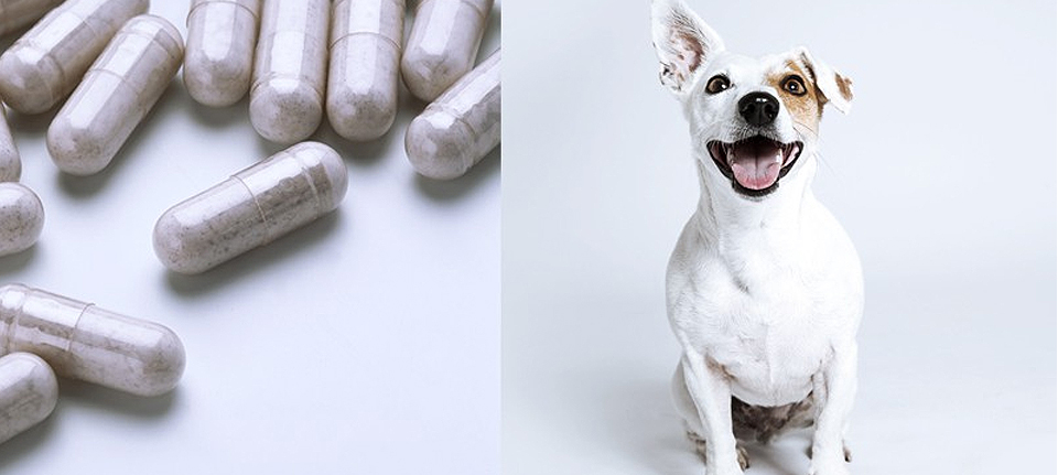Complete Guide to Dog Probiotics