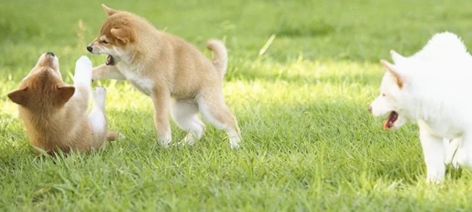5 Tips and Tricks on How To Successfully Socialize a Shiba Inu
