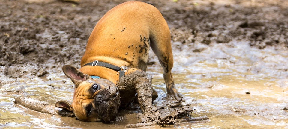 Dog Care 101: All About Paw Cleaning